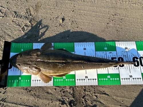 マゴチの釣果