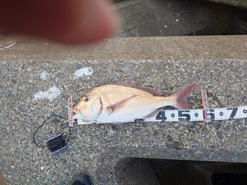 マダイの釣果