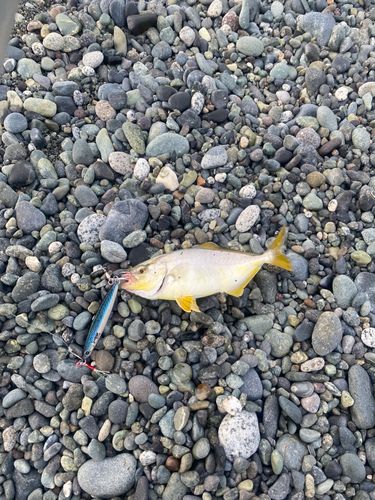 ショゴの釣果