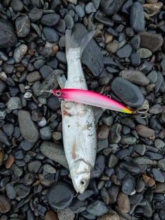 ウグイの釣果