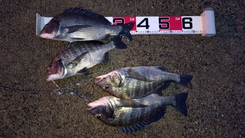 クロダイの釣果
