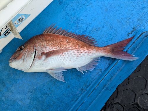 マダイの釣果