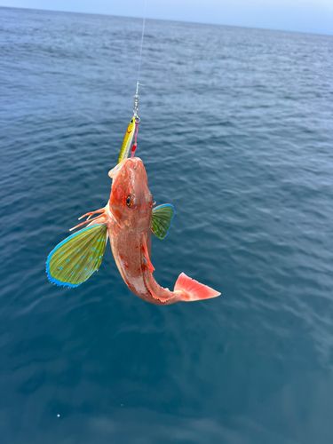 ホウボウの釣果