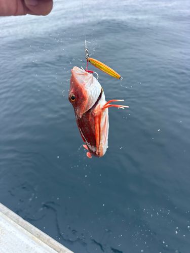 カナガシラの釣果