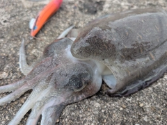 モンゴウイカの釣果
