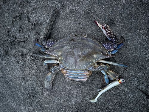 ワタリガニの釣果