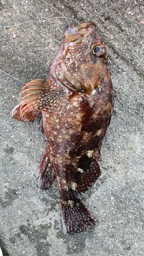 カサゴの釣果