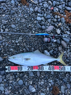 イナダの釣果