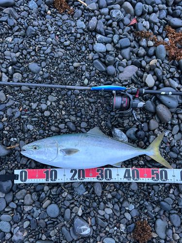 イナダの釣果
