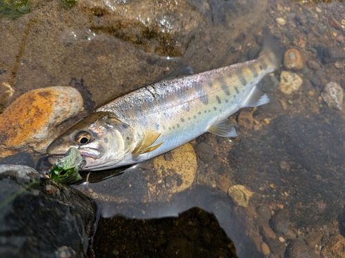 ヤマメの釣果