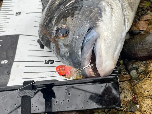 チヌの釣果