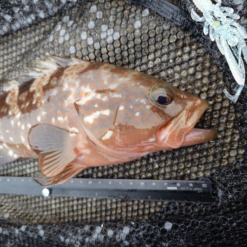 キジハタの釣果