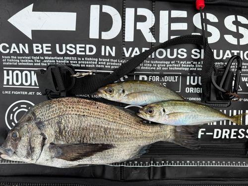 チヌの釣果
