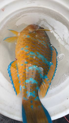 ヒブダイの釣果