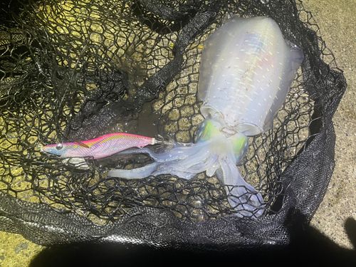 アオリイカの釣果