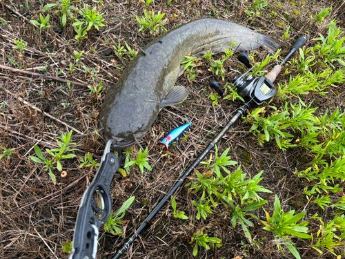 ニホンナマズの釣果