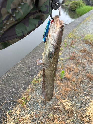 ニホンナマズの釣果