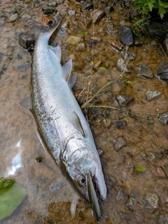 ヤマメの釣果