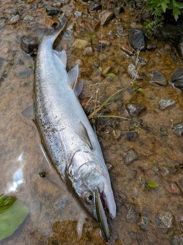 ヤマメの釣果