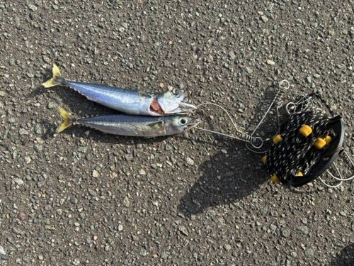 サバの釣果