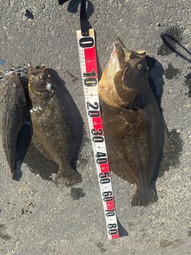 ヒラメの釣果
