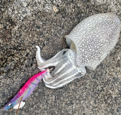 シリヤケイカの釣果