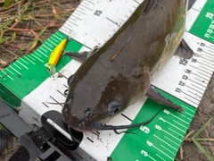 アメリカナマズの釣果