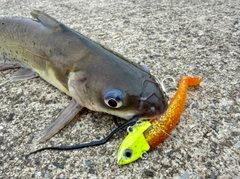 アメリカナマズの釣果