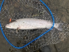 イトウの釣果