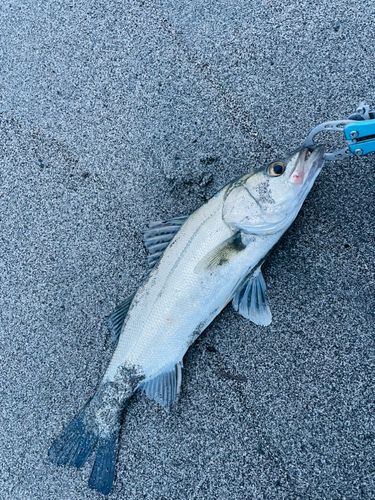 スズキの釣果