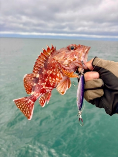 アラカブの釣果