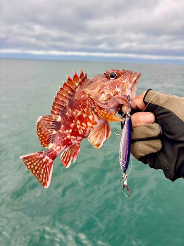 アラカブの釣果