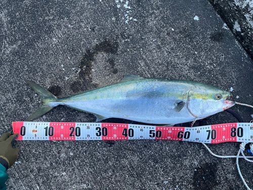 ブリの釣果