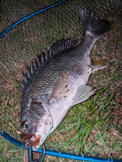 キビレの釣果