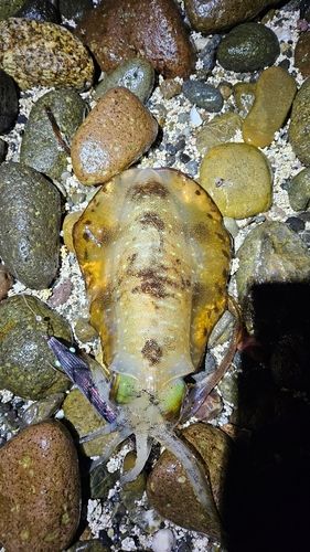モンゴウイカの釣果