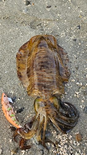 アオリイカの釣果