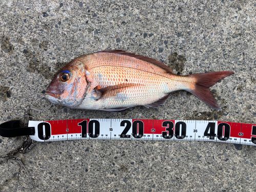 タイの釣果