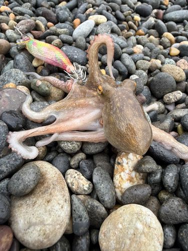 タコの釣果