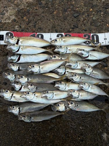 アジの釣果
