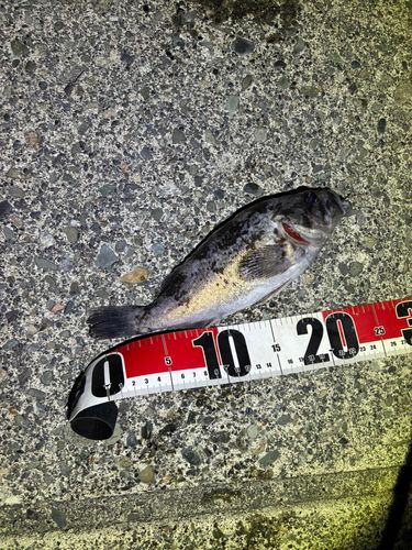 クロソイの釣果