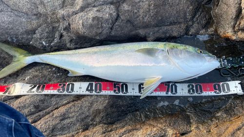 ブリの釣果
