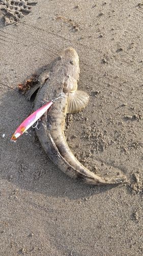 マゴチの釣果