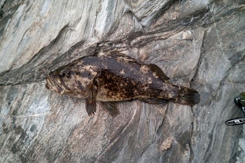 ベッコウゾイの釣果