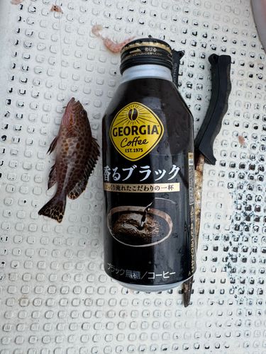 オオモンハタの釣果