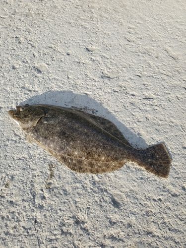 ソゲの釣果