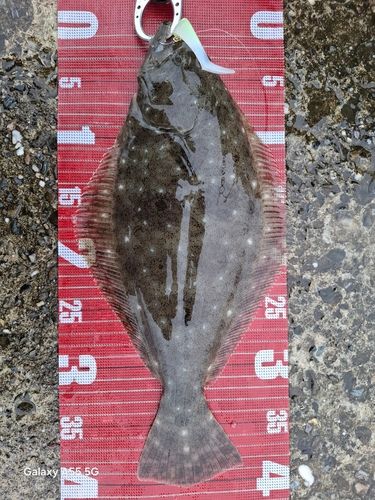 ヒラメの釣果