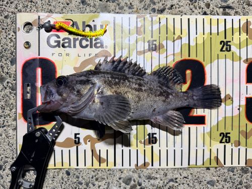 クロソイの釣果