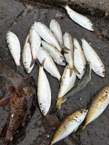 サッパの釣果