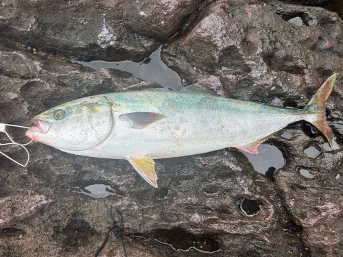 ワラサの釣果