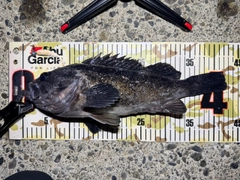 クロソイの釣果